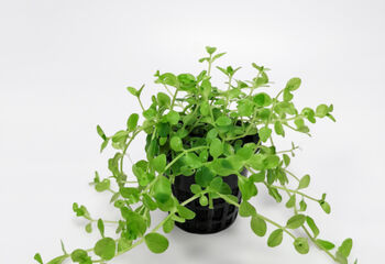 Бакопа Австралийская (Bacopa australis)